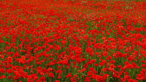 Full frame shot of red tulip flowers on field