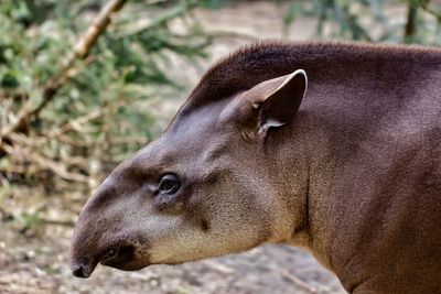 Close-up of tapir on field