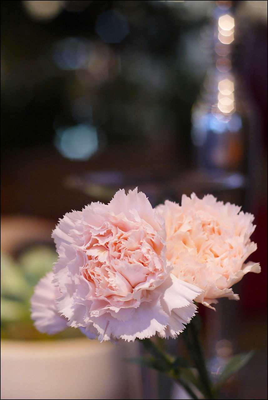 flower, fragility, petal, freshness, flower head, white color, focus on foreground, beauty in nature, close-up, growth, nature, blooming, in bloom, blossom, selective focus, pink color, stem, springtime, season, no people