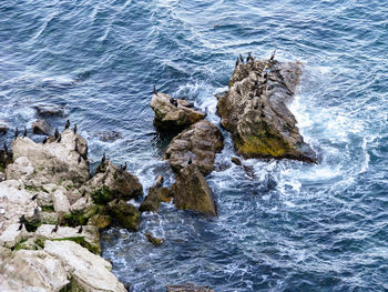 Photo of seabirds sitting on the rocks near the coastline.