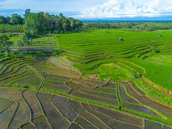 Scenic view of agricultural field