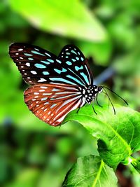 Close-up of butterfly on flower