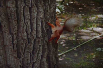 Close-up of squirrel on tree trunk