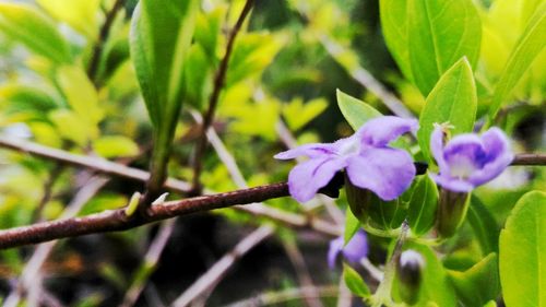 Close-up of purple flowers