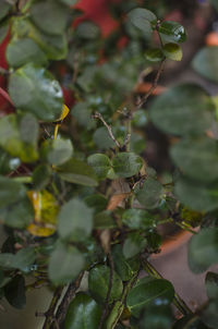 Close-up of green plant