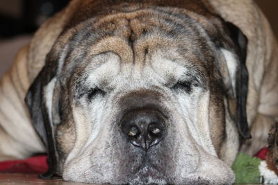 Close-up portrait of a dog sleeping