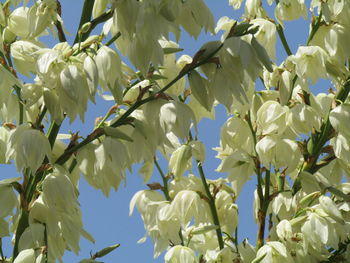 Low angle view of flowering plant against sky