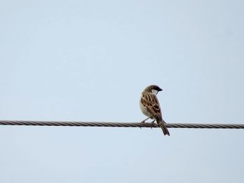 Low angle view of bird perching on cable against sky