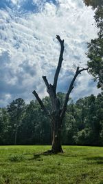 Trees on grassy field