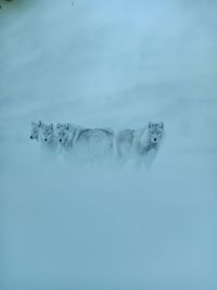 View of dogs in snow