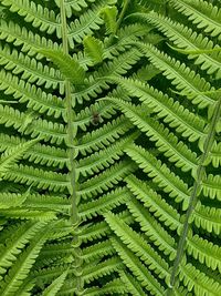 Full frame shot of fern leaves