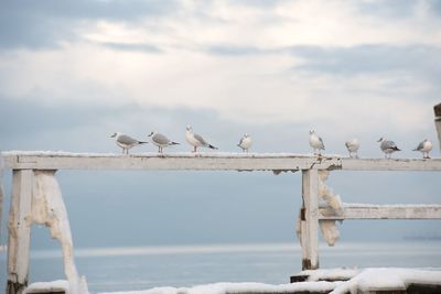 Seagulls perching on railing by sea against sky