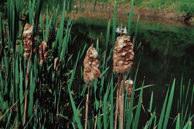 View of a turtle in the lake