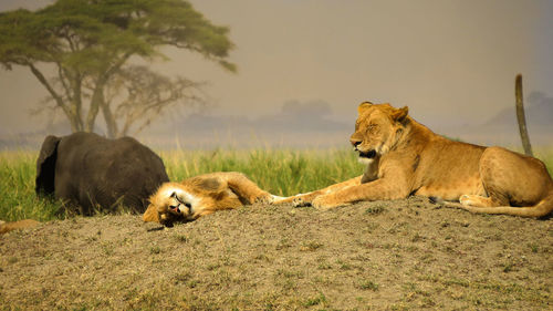 Lions relaxing in nature