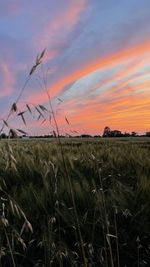 Scenic view of field against sky during sunset