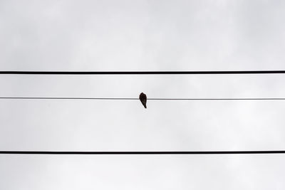 Low angle view of bird perching on cable against sky