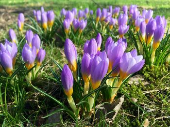 Close-up of purple flowers blooming in field