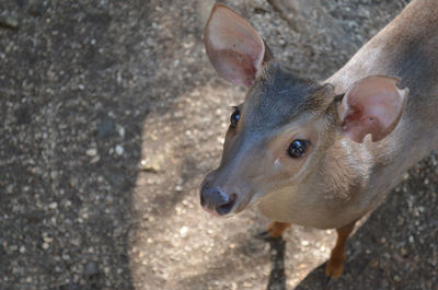 Close-up portrait of fawn standing outdoors