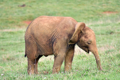 Elephant in a field