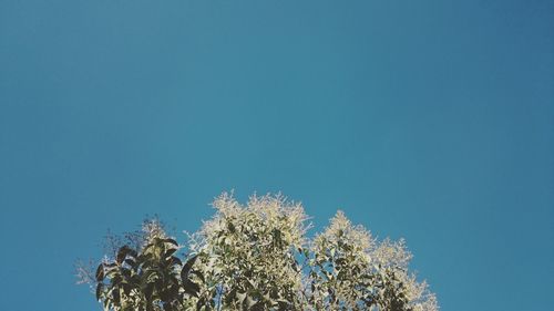 Low angle view of tree against blue sky