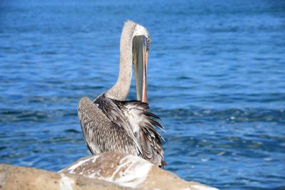 Close-up of pelican in lake