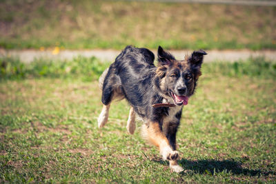 Dog running in field