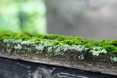 Close-up of lichen on moss
