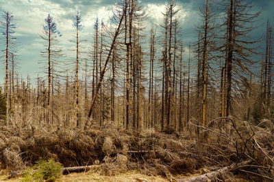 Trees in forest