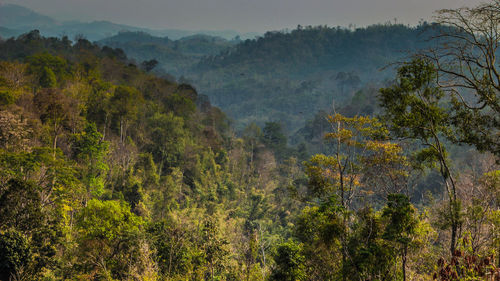 Scenic view of tree mountains against sky