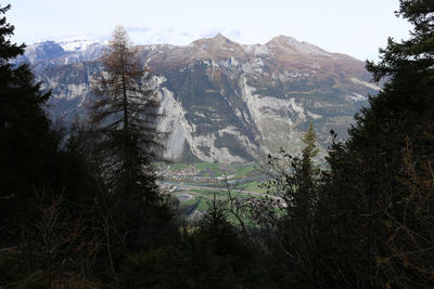 Scenic view of trees in forest against sky