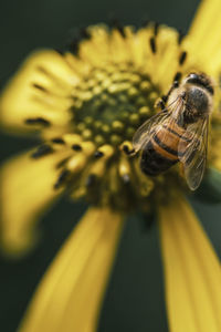 Close-up of insect on yellow flower