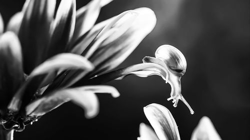 Close-up of white flower