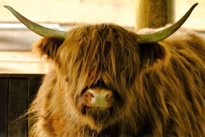 Close-up of a highland cattle 