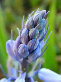 Close-up of purple flowering plant