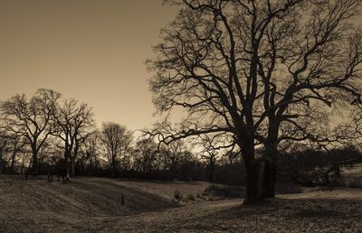 Bare trees on grassy field against clear sky