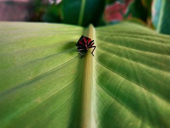 Close-up of insect on leaf