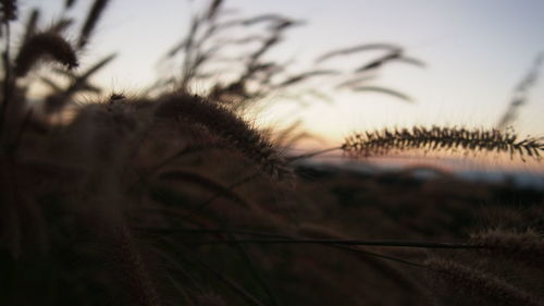 Close-up of dried plant on field against sky at sunset