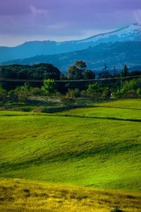 Scenic view of field against sky