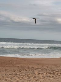 View of bird on beach