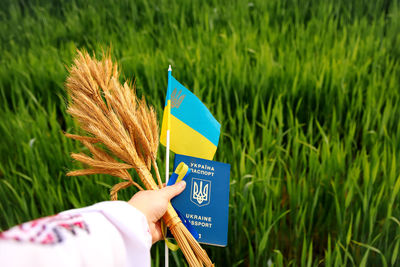Cropped hand of man holding wheat field
