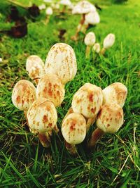 Close-up of mushrooms on field