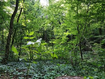 Plants and trees in forest