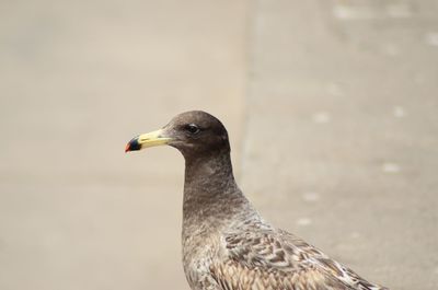 Close-up of seagull