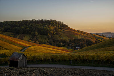 Vineyard in the evening light 