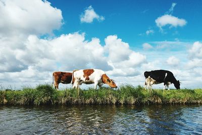 Cows on riverbank against sky