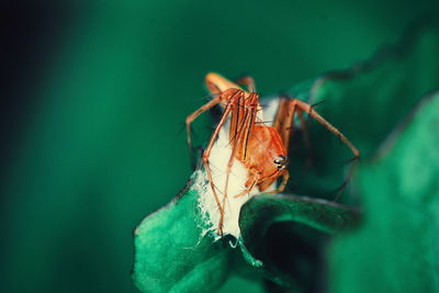 Close-up of spider