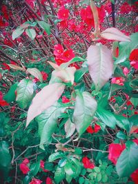 Close-up of flowers on tree