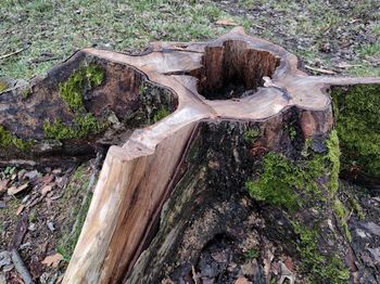 View of tree stump in forest