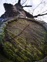 Close-up of tree stump