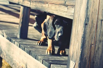 Close-up of dog on wooden pier